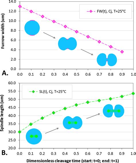 On the embryonic cell division beyond the contractile ring mechanism: experimental and ...