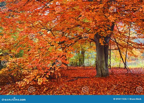 Bright Autumn Colors, Tree in the Woods Stock Photo - Image of scenics, orange: 89411536