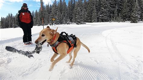 These puppies are training to assist in avalanche rescue - CNN Video