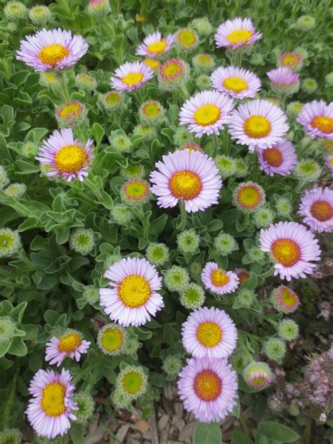 Erigeron glaucus, Beach Aster – Larner Seeds