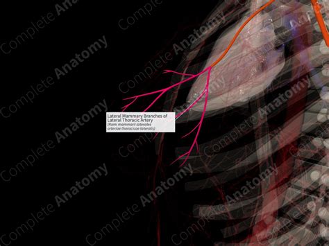 Lateral Mammary Branches of Lateral Thoracic Artery (Left) | Complete Anatomy