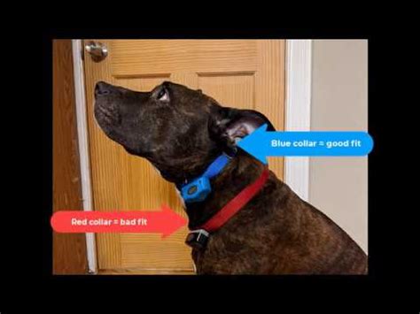 Invisible Fence Brand Collar Fit Instructions - YouTube