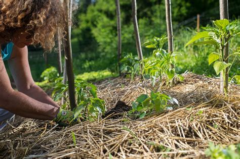 How To Master Winter Mulching In 9 Easy Steps - A Green Hand