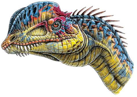 http://www.dinosaur-world.com/weird_dinosaurs/species/dilophosaurus_wertherelli.gif Dinosaur ...