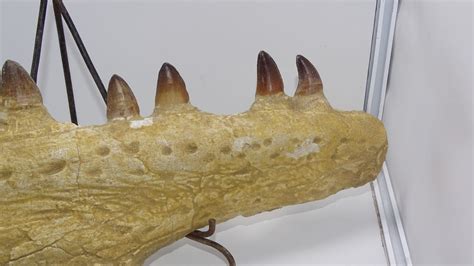 best offre original Mosasaurus jaw rare Fossil - fossil natural