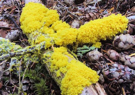 Slime Molds (U.S. National Park Service)