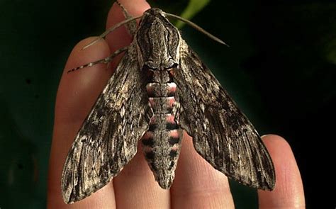 Invasion of giant palm-sized moths hits Britain