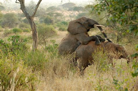 Elephants mating stock photo. Image of african, safari - 39671404