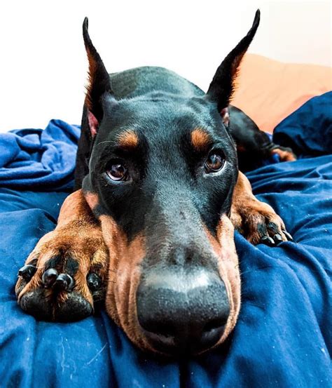 Easiest Dog Breed to House Train | Dog breeds, Doberman pinscher dog, Doberman pinscher