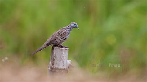 Zebra Dove | wbph