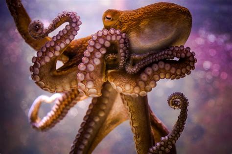 Octopus Wallpaper