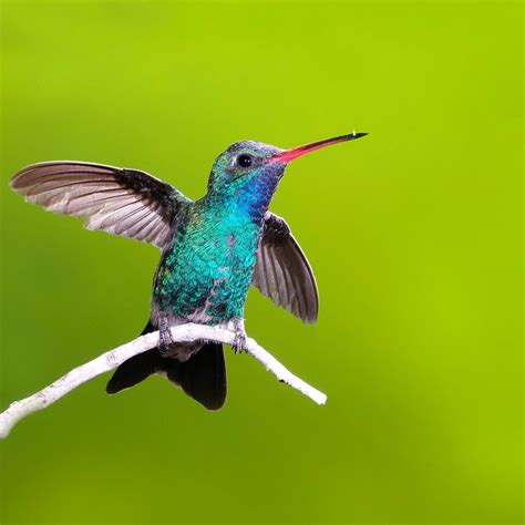 10 Incredible Hummingbird Species You Could See in Your Backyard | Family Handyman