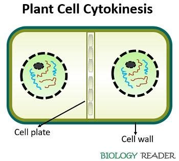 What Occurs During The Cell Cycle In Plants But Not In Animals ...