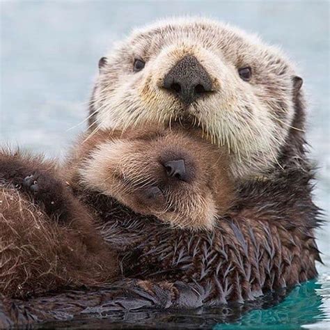 LOOK HOW STINKING CUTE. #otters #otter #ottersofinstagram #ottertail # ...