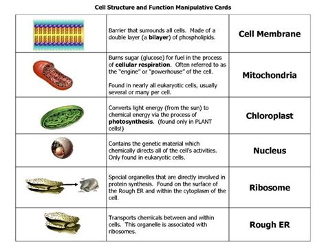 human cell parts and functions | Cell parts and functions, Cell parts ...