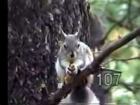 White Mountain Wildlife-Forest Animals (part 3) - YouTube