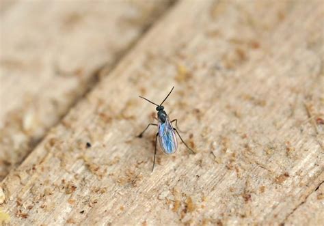 Fungus gnats - How to identify and get rid of (2022)