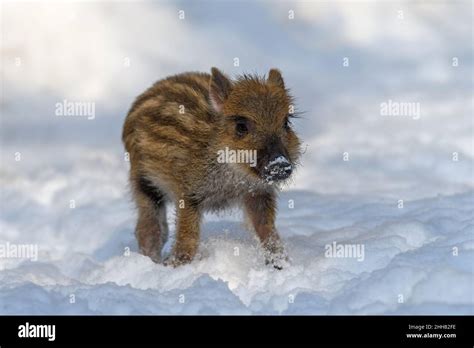 Striped pig hi-res stock photography and images - Alamy