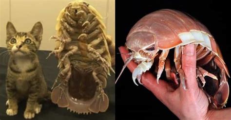 Facts About the Bathynomus Giganteus, The Largest Isopod