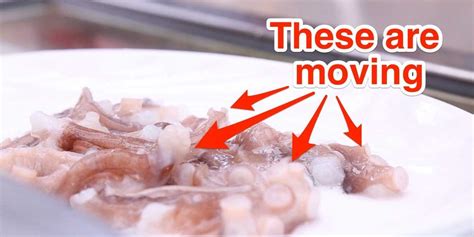 Eating live octopus in South Korea - Business Insider