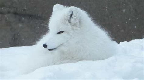 15 Awesome Animals That Live In The Tundra