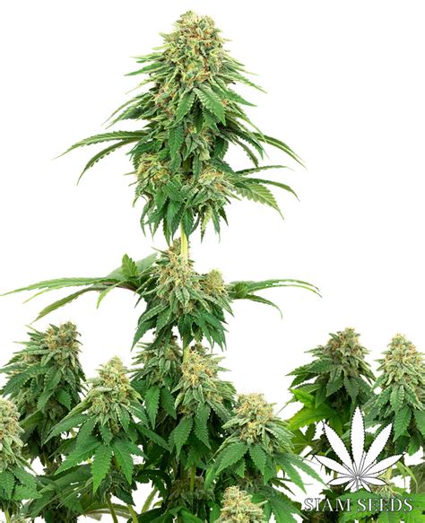 Girl Scout Cookies by White Label Feminized Seeds | Siam Seeds