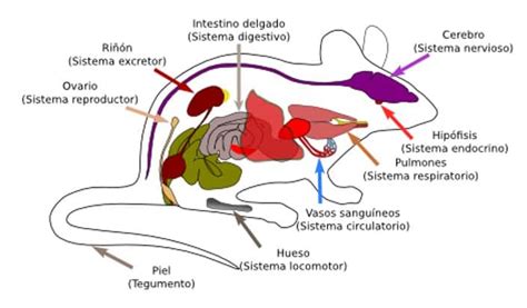 Anatomía Animal: ¡Definición, Utilidad, Característica, Importancia Y Más!