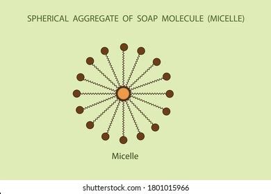 36 The Soap And Micelle Stock Vectors and Vector Art | Shutterstock