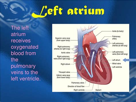 PPT - The Human Heart PowerPoint Presentation, free download - ID:5427081