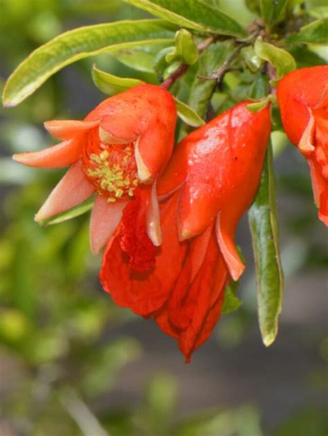 How to Grow an Indoor Dwarf Pomegranate Tree - Houseplant Central