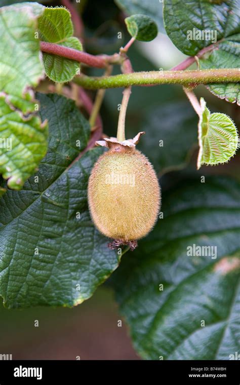 Kiwi new zealand fruit hi-res stock photography and images - Alamy