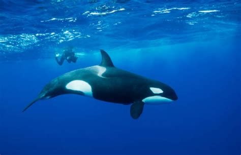 Descubren nueva y misteriosa subespecie de orca en el sur de Chile – Noticieros Televisa