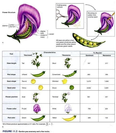 Gregor Mendel Pea Plant Experiment Pdf