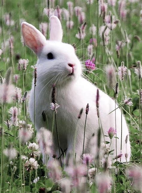 Cute White Rabbit Wallpaper Hd - Infoupdate.org