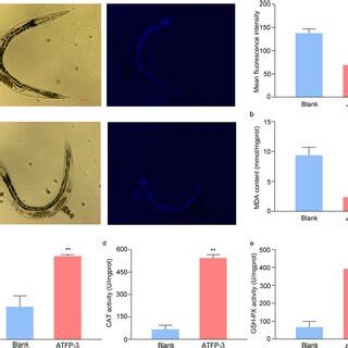 ATFP-3 improved the antioxidant capacity of aging worms. (a) Lipofuscin ...