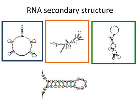 RNA Secondary Structure Prediction RNA role in organisms