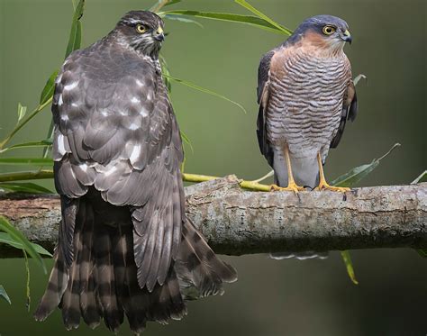 Alan James Photography : Juvenile Female Sparrowhawk Portraits