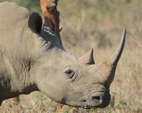 Black Rhino. Is this an aggressive and bad tempered African animal?