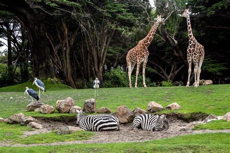 Zoos in Deutschland | deutschlandLiebe by Urlaubsguru