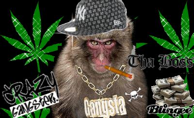 Monkey Gangster Picture #80924002 | Blingee.com