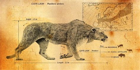 Panthera spelaea, aka the Eurasian Cave Lion. It roamed Europe and Asia ...