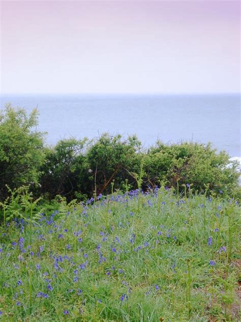 Free Stock photo of Bluebells growing in coastal scrub | Photoeverywhere