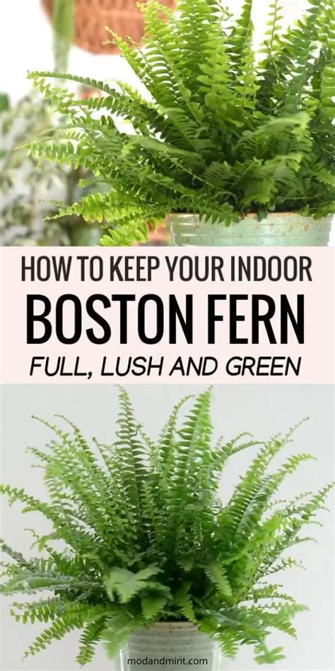 Indoor Boston Fern Care - Keep your Fern Lush and Green [Video] [Video ...