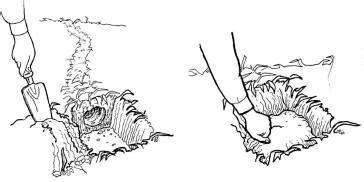 Rabbit Burrow Diagram - Wiring Diagram Pictures