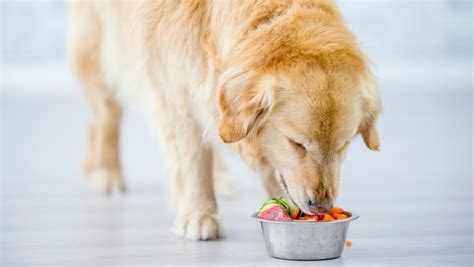 7 Benefits of Novel Protein Dog Food & Snacks