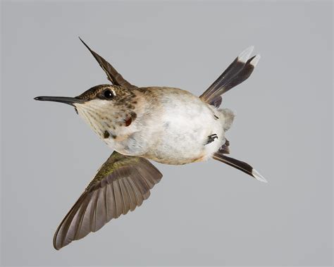 Immature Male Ruby-Throated Hummingbird Photograph by Gregory Scott ...