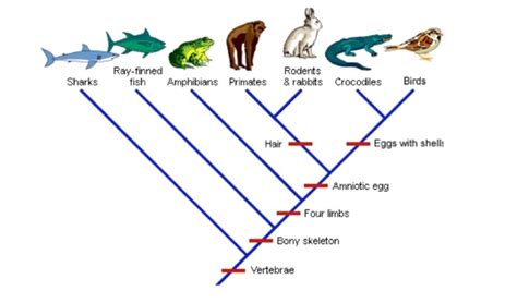 According to the cladogram, which organisms are in the smallest clade ...