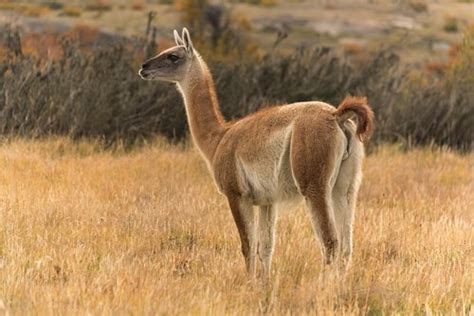 La fauna dell'Argentina - I miei animali