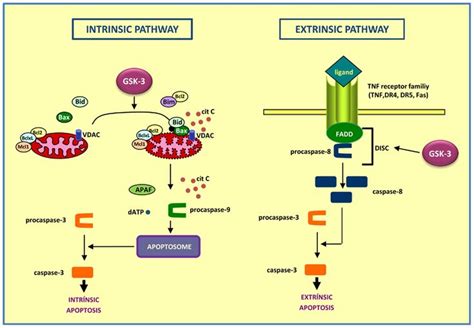 Apoptosis Pathways | Intrinsic, Biochemistry, Free medical