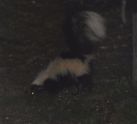 Night Visitor (Striped Skunk) | A Night Visitors to our back… | Flickr